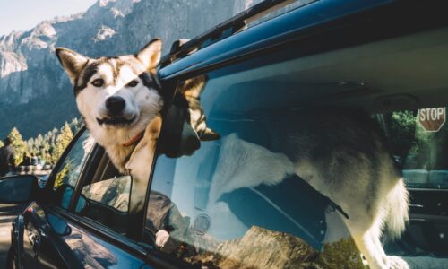 Reisen mit Hund: Tipps für einen gelungenen Urlaub