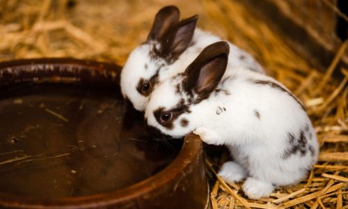 Sicherstellen, dass Tiere immer Wasser haben: Bewährte Lösungen für Camping und Stall